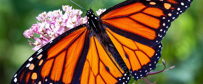 Monarch butterfly on a flower