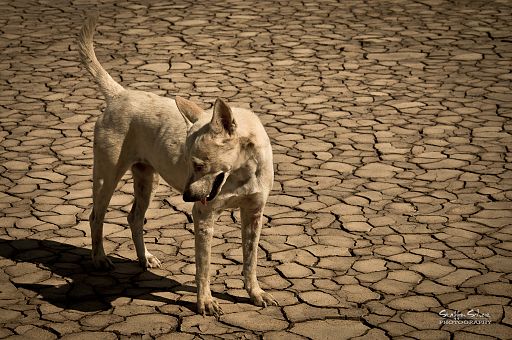 Dog standing on cracked earth