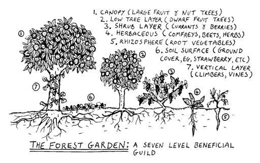 Forest Garden diagram by Graham Burnet