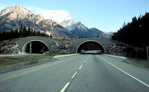 Animal Crossing in Banff along Trans-Canada Highway