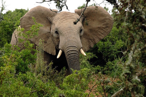 African elephant in a forest