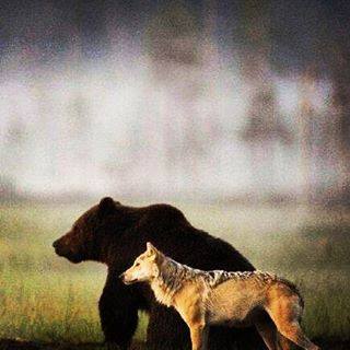 Brown bear and wolf friendship in Finland