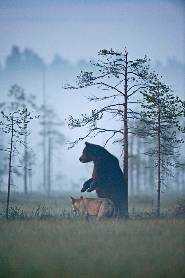 Brown bear and wolf friendship in Finland