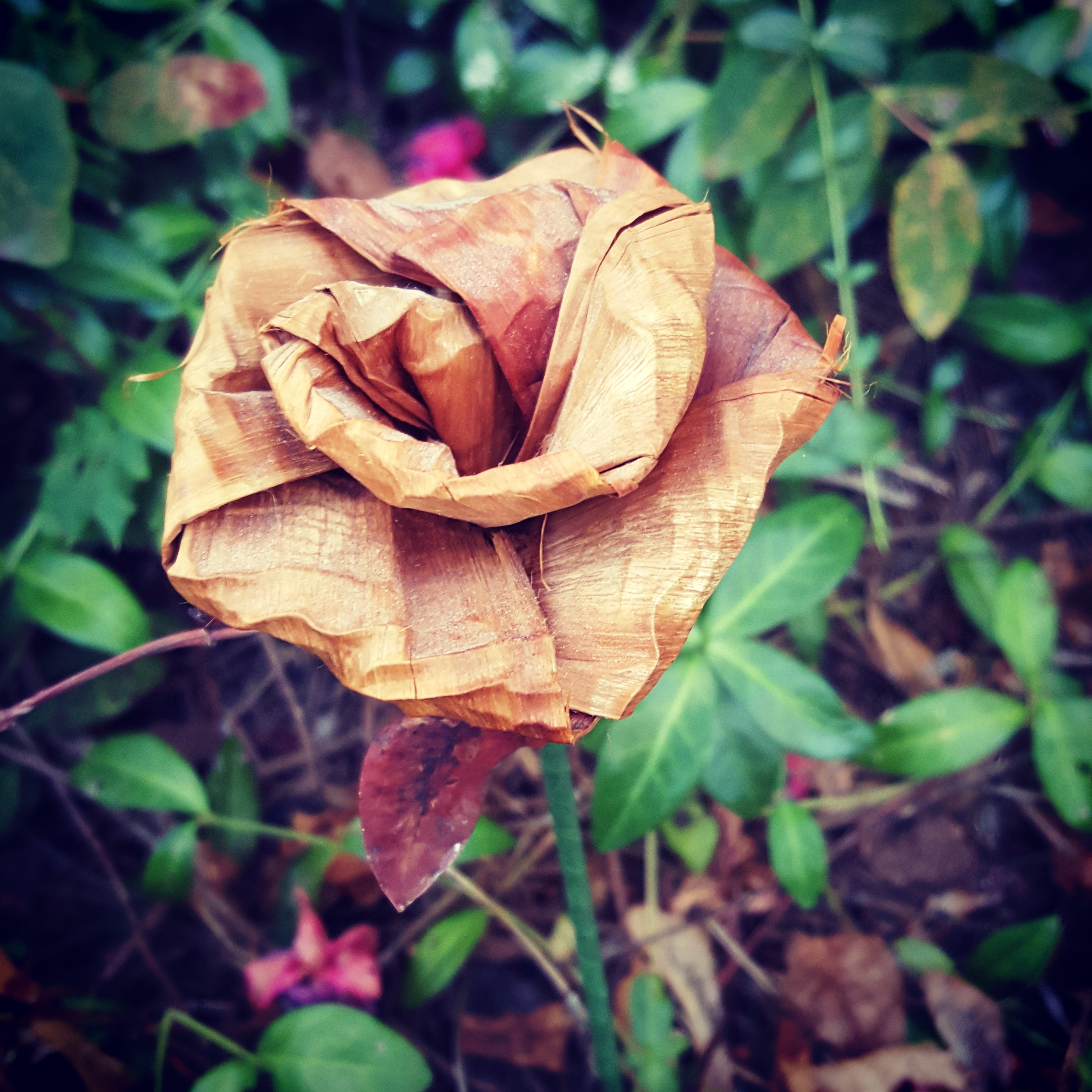 Cedar Bark Rose