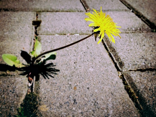 Dandelion in concrete sidewalk