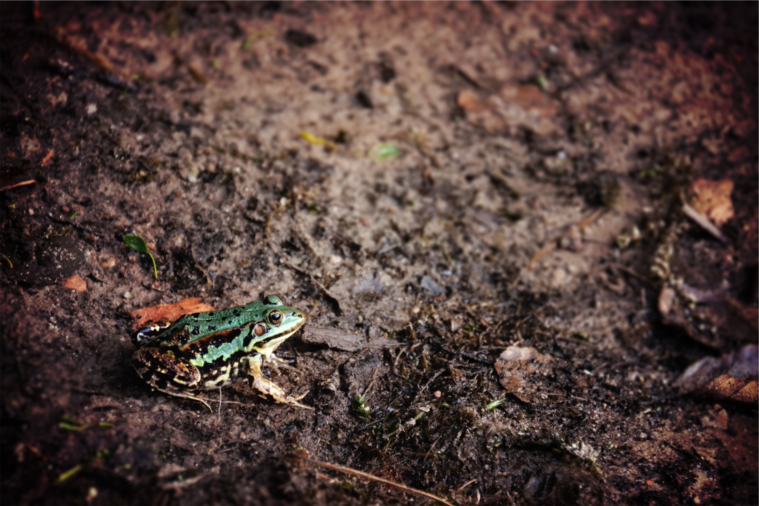 Frog sitting on soil in forest