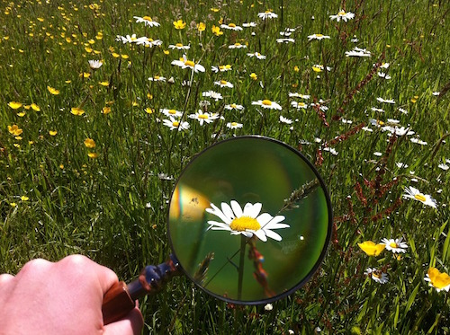 Inspecting field of daisies with a magnifying glass
