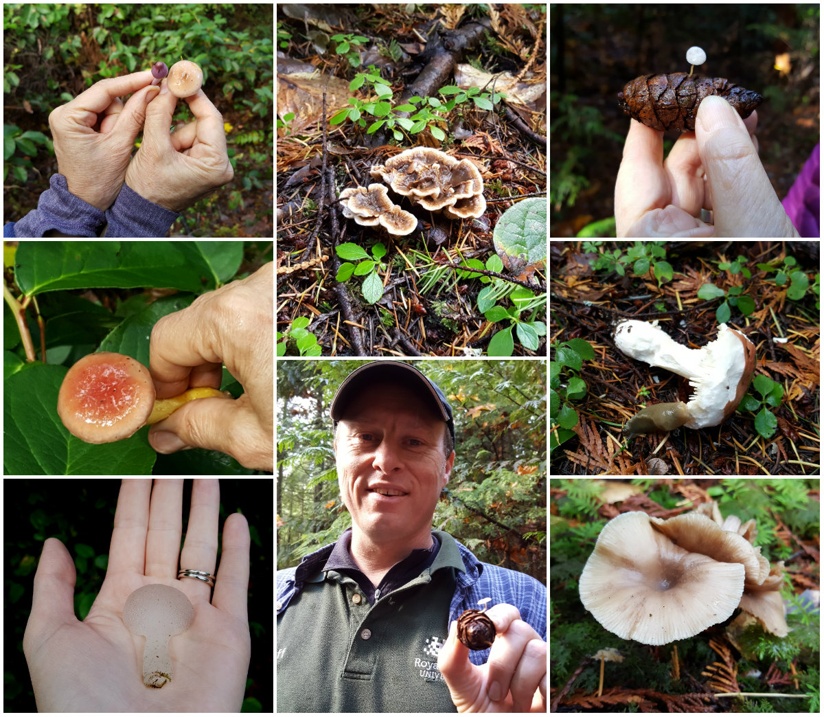 Mushrooms found in Royal Roads University Rainforest