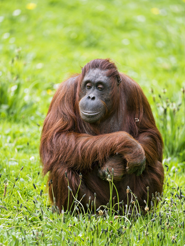 Orangutan sitting in the grass