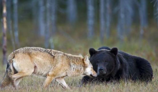 Brown bear and wolf friendship in Finland